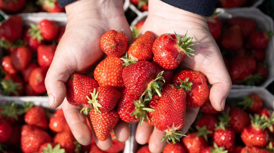 Eine Erntehelferin hält anlässlich der Eröffnung der Erdbeersaison zahlreiche frisch gepflückte Erdbeeren in ihren Händen. / Foto: Sebastian Kahnert/dpa
