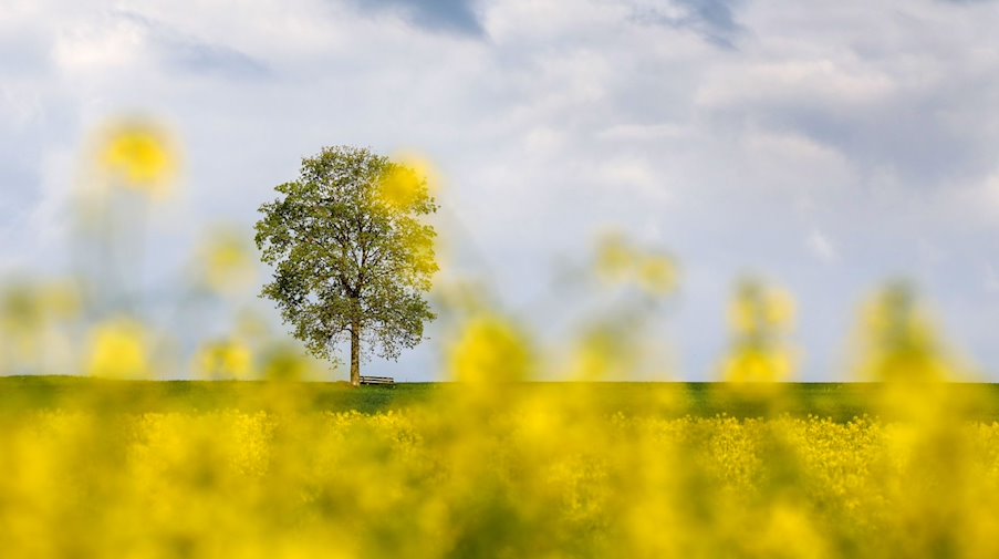 Eine Bank steht unter einem Baum neben einem Rapsfeld. / Foto: Thomas Warnack/dpa