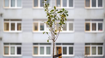 Ein Apfelbaum wächst auf einem Parkplatz im Heckert-Plattenbaugebiet in Chemnitz. / Foto: Hendrik Schmidt/dpa