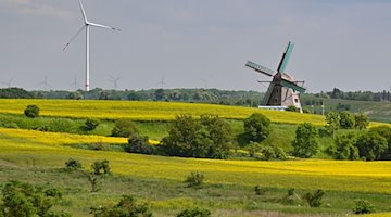 Die Achtkant-Erdholländermühle dreht sich im Wind auf einem Hügel mit gelben Raps. / Foto: Patrick Pleul/dpa