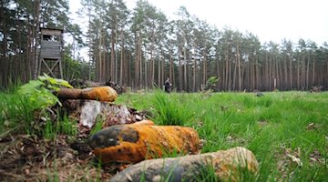Vom Kampfmittelbeseitigungsdienst Sachsen-Anhalt geborgene Granaten liegen an einem Waldstück. / Foto: Simon Kremer/dpa