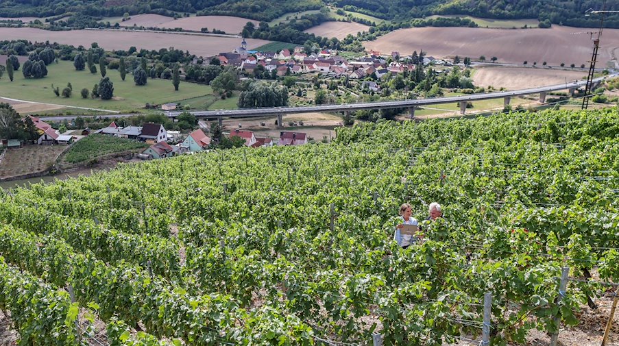Weinstöcke auf einem Weinberg / Foto: Jan Woitas/dpa/ZB