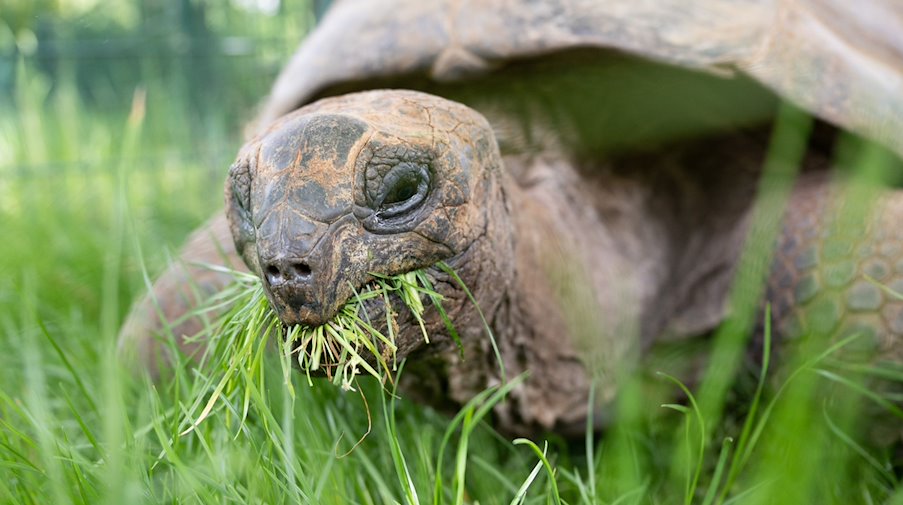 Eine Aldabra-Riesenschildkröte frisst auf ihrem Weg vom Winterquartier in eine Außenanlage im Zoo Gras auf einer Wiese. / Foto: Sebastian Kahnert/dpa