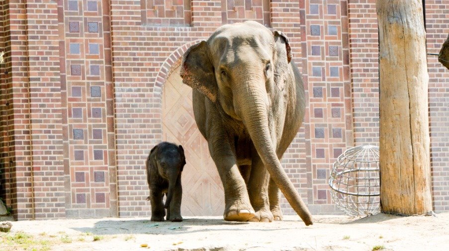 Zoo Leipzig: Großes Jubiläum und Elefantentaufe
