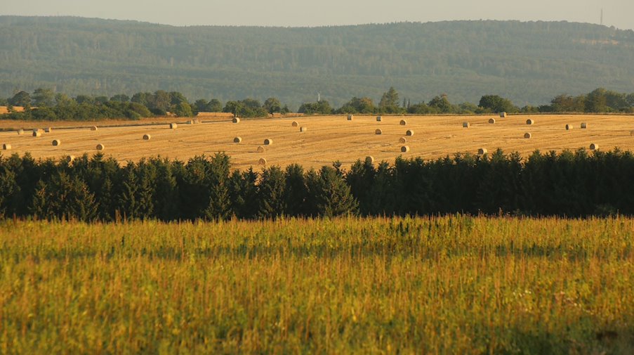 Strohballen liegen auf einem Feld. / Foto: Matthias Bein/dpa-Zentralbild/ZB/Symbolbild