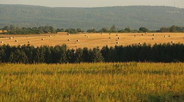Strohballen liegen auf einem Feld. / Foto: Matthias Bein/dpa-Zentralbild/ZB/Symbolbild