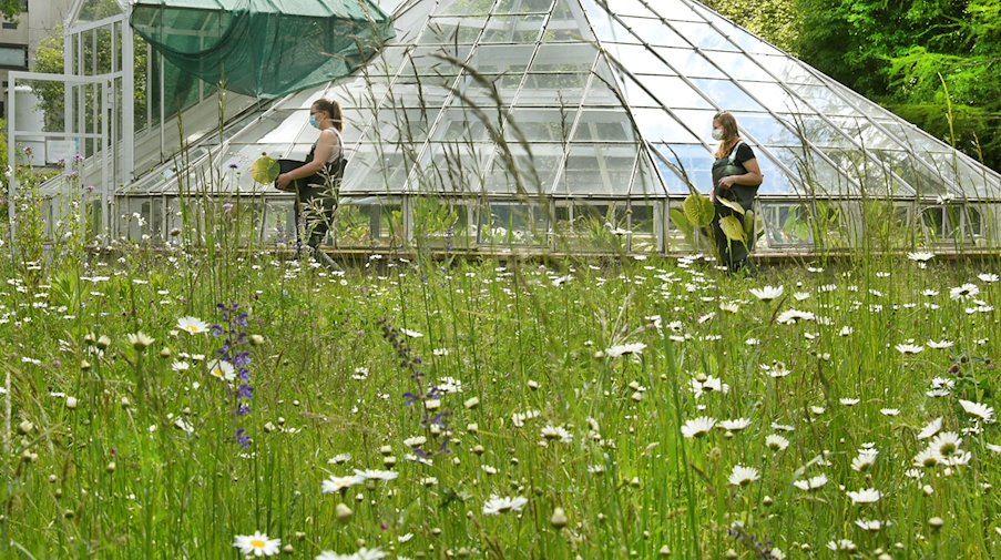 Die Gärtnerinnen Anika Behr und Janet Klingner (r-l) bringen kleine zum pflanzen in das historische Victoriahaus im Botanischen Garten der Universität. / Foto: Waltraud Grubitzsch/dpa-Zentralbild/ZB/Archivbild