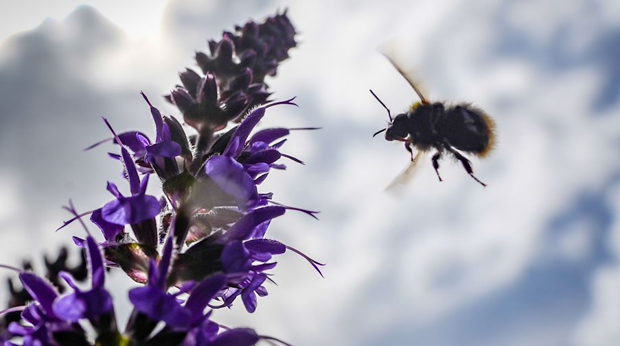 Eine Wildbiene fliegt vor dem leicht bewölkten Himmel auf blaue Salbeiblüten zu. / Foto: Frank Rumpenhorst/dpa