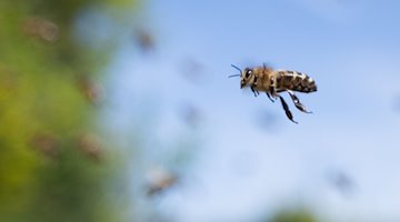 Eine Biene fliegt zu einem Bienenstock. / Foto: Sebastian Gollnow/dpa/Symbolbild