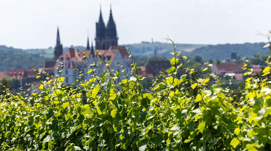 Blick auf die Albrechtsburg und den Dom zu Meißen von den Weinbergen in Proschwitz aus. / Foto: Daniel Schäfer/dpa/Archivbild