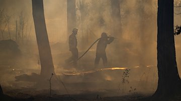 Feuerwehrleute bekämpfen einen Waldbrand. / Foto: Boris Roessler/dpa/Symbolbild