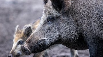 Wildschweine stehen in einem Wildgatter. / Foto: Jens Büttner/dpa-Zentralbild/dpa