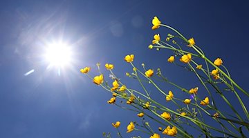 Butterblumen im Sonnenschein. / Foto: Karl-Josef Hildenbrand/dpa/Symbolbild