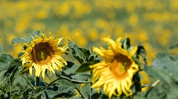 Sonnenblumen stehen in der Hitze auf einem Feld. / Foto: Frank Hammerschmidt/dpa/Symbolbild