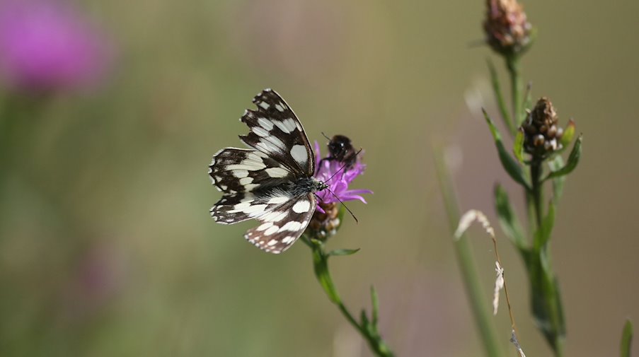 Ein Schachbrettfalter und eine Hummel sitzen auf einer Blume. / Foto: Thomas Warnack/dpa/Symbolbild