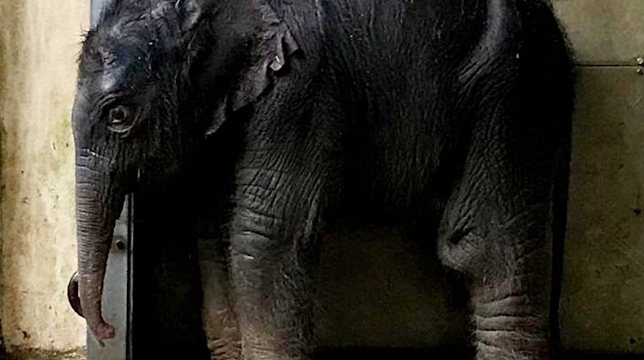 Das neu geborene Elefantenbaby steht im Zoo Leipzig. / Foto: --/Zoo Leipzig/dpa