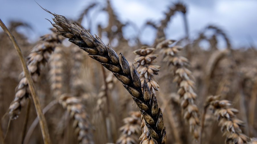 Überreife und teilweise schwarze Weizenähren stehen auf einem noch nicht abgeernteten Feld. / Foto: Jens Büttner/dpa/Symbolbild