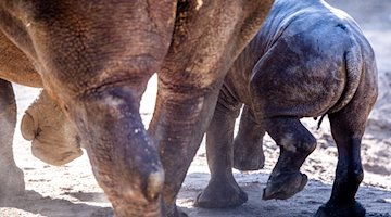 Das erst wenige Tage alte Nashornbaby erkundet neben seiner Mutter die Außenanlagen im Schweriner Zoo. / Foto: Jens Büttner/dpa