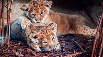 Little lion cubs. / Photo: Jens Büttner/dpa