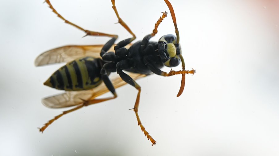 A wasp (Vespinae) has settled on the outside of a window pane. / Photo: Arne Dedert/dpa