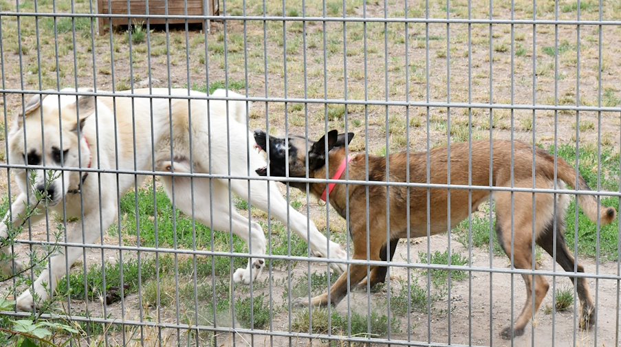 Im Tierheim Leipzig attackiert eine angstaggressive Hündin (r) einen anderen Hund. / Foto: Waltraud Grubitzsch/dpa-Zentralbild/dpa/Archiv