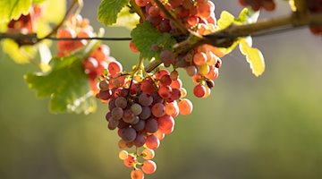 Trauben einer Weißweinsorte hängen an einem Rebstock. / Foto: Sebastian Kahnert/dpa/Symbolbild