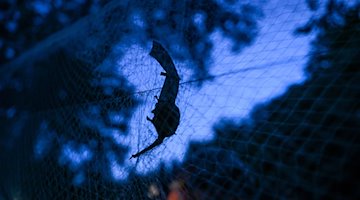 Eine Zwergfledermaus hängt in einem Netz. / Foto: Felix Kästle/dpa/Archivbild