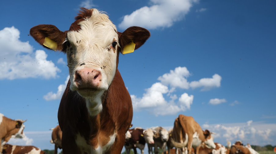 Eine Herde Kühe steht auf einer Weide in Nordsachsen. / Foto: Sebastian Willnow/dpa