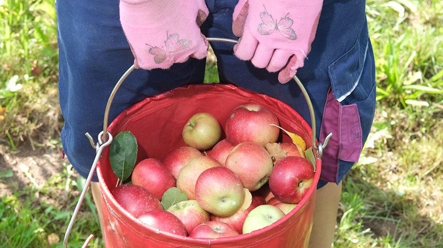 Äpfel der Sorte Santana in einem Obstbaubetrieb. / Foto: Sebastian Willnow/dpa