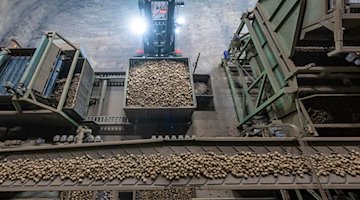 Potatoes arrive for further processing at a Friweika eG warehouse in Weidensdorf / Photo: Hendrik Schmidt/dpa