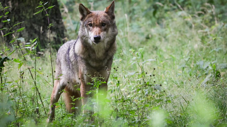 An adult female wolf stands in its enclosure at Eekholt Zoo / Photo: Christian Charisius/dpa
