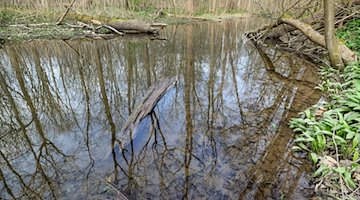 Los árboles se reflejan en el agua del bosque inundado de la llanura aluvial de Leipzig / Foto: Jan Woitas/dpa-Zentralbild/ZB