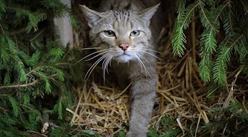 Eine Wildkatze erkundet den Wald. / Foto: Fredrik von Erichsen/dpa/Archivbild