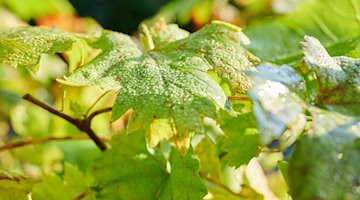 Wassertropfen auf den Blättern einer Pflanze in einer Gärtnerei. / Foto: Annette Riedl/dpa/Symbolbild