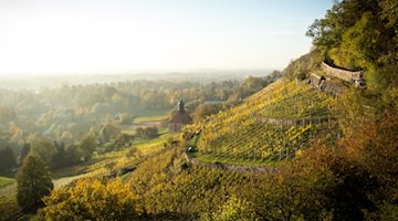 Königlicher Weinberg in Pillnitz am Sächsischen Weinwanderweg im Herbst