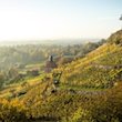 Königlicher Weinberg in Pillnitz am Sächsischen Weinwanderweg im Herbst