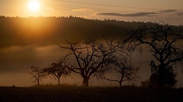 Die Sonne geht auf, während Nebel zwischen alten Obstbäumen aufsteigt. / Foto: Pia Bayer/dpa