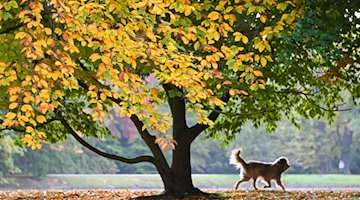 Ein Hund eilt unter einem verfärbten Baum voraus. / Foto: Uwe Zucchi/dpa/Symbolbild