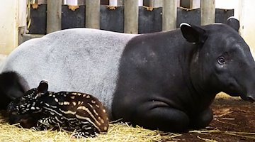 Im Leipziger Zoo ist am Wochenende ein kleiner Tapir zur Welt gekommen. / Foto: -/Zoo Leipzig/dpa