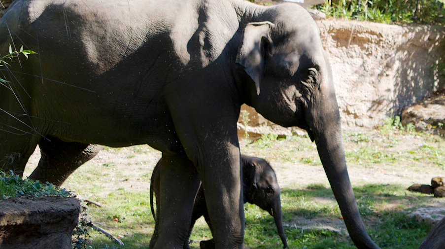 Die Elefanten Rani und Savani (hinten) laufen im Zoo. / Foto: -/Zoo Leipzig/dpa