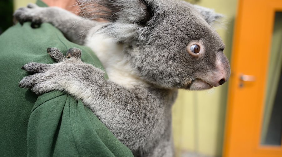 Das Koala-Weibchen sitzt während eines Medientermins im Zoo Dresden auf den Armen eines Tierpflegers. / Foto: Robert Michael/dpa/Archivbild