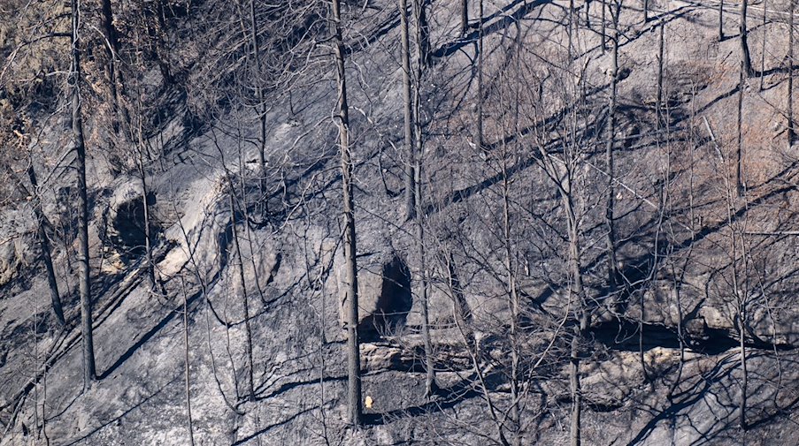 Blick auf verkohlte Bäume nach einem Waldbrand im Nationalpark Sächsische Schweiz. / Foto: Robert Michael/dpa/Archivbild