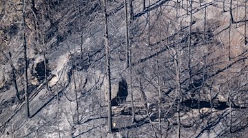 Blick auf verkohlte Bäume nach einem Waldbrand im Nationalpark Sächsische Schweiz. / Foto: Robert Michael/dpa/Archivbild