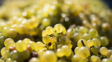 عنب الريسلينج في عملية حصاد النبيذ في سكلوس بروشفيتز. / صورة: سيباستيان كانهيرت / دبا