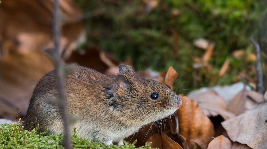 A wood mouse sits on moss during dusk in a forest / Photo: Lino Mirgeler/dpa/Archivhaus