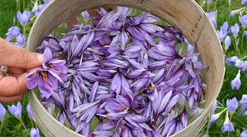 Geerntete, violett blühende Safran-Krokusse (Crocus sativus) sind auf einem Gartengelände zu sehen. / Foto: Waltraud Grubitzsch/dpa/Produktion
