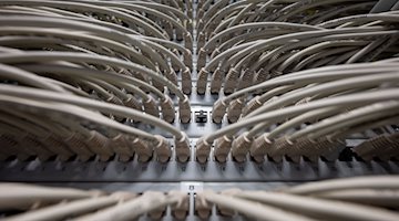 Network cables in a data center. / Photo: Marijan Murat/dpa/iconic image