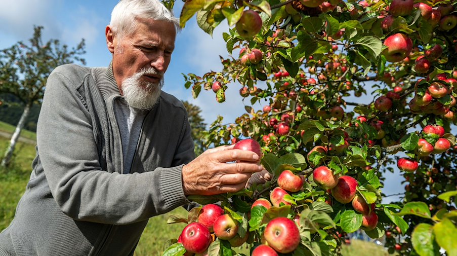 Christoph Mann vom Landschaftspflegeverband „Oberes Vogtland“ begutachtet Äpfel auf der Versuchsstreuobstwiese in Gopplasgrün. / Foto: Kristin Schmidt/dpa