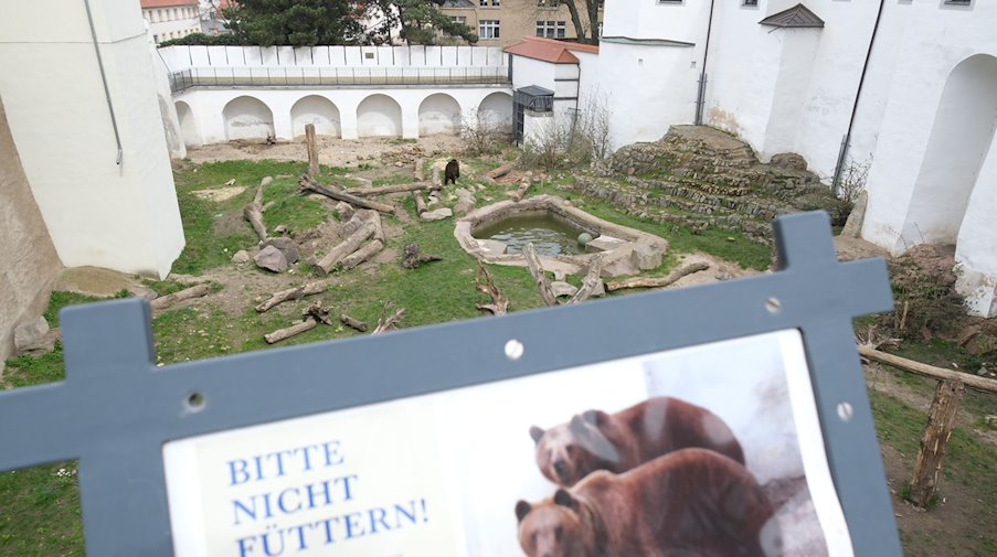 Blick in das Bärengehege im Schloss Hartenfels. / Foto: Sebastian Willnow/dpa/ZB