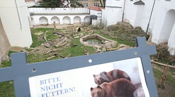 Blick in das Bärengehege im Schloss Hartenfels. / Foto: Sebastian Willnow/dpa/ZB